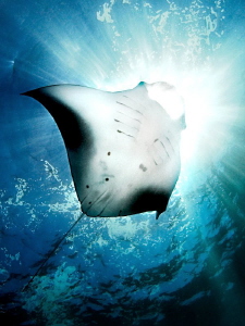 "Sun Diver - Manta"
 
from Nusa Penida, Bali. Where the... by Henry Jager 
